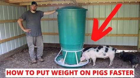 Feeder pigs .